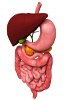 Human Primary cells - Gastrointestinal system