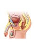 Human Primary cells - Male Reproductive System