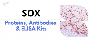 Impulsionar a investigação de doenças com proteínas SOX, anticorpos e kits ELISA