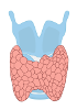 Tiroide