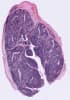 Human Paraffin Tissue Sections - Tonsil